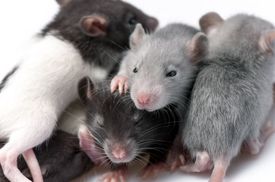 Výzkum probíhal na krysách, ale vědci předpokládají, že by se dal aplikovat i na lidi.