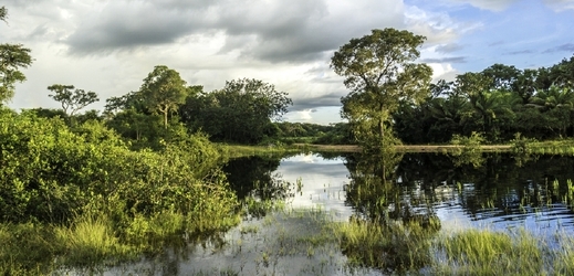 Amazonský prales.
