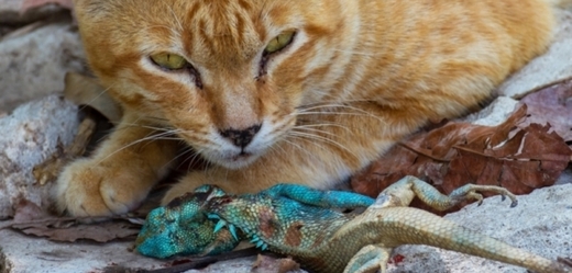 Zdivočelé kočky mají na svědomí vymření i několika druhů  malých hlodavců, ptáků a ještěrek (ilustrační foto).