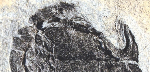 Microbrachius dicki žil před 380 miliony let.