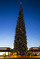 V Phoenixu, hlavním městě Arizony, je vystavený vánoční strom, který drží letos rekord největšího pokáceného stromu v USA. Má totiž úctyhodných 34 metrů. Ochránci přírody se ale obávat nemusejí. Na jeho místo bylo zasazeno 12 nových stromů.
