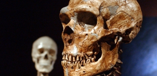 Zrekonstruovaná lebka člověka neandrtálského (ilustrační foto).