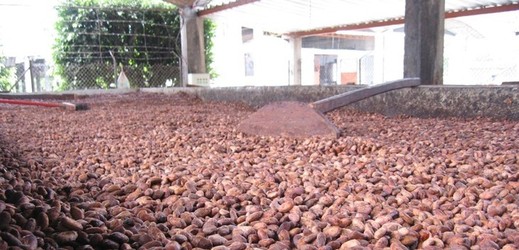 Semena kakaovníku čekající na rozemletí.