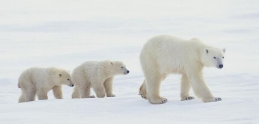 Hibernují lední medvědi v létě za chůze?