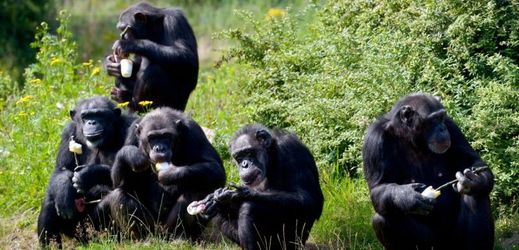 Dobrovolníci se na Opičím ostrově starijí o 66 šimpanzů (ilustrační foto).