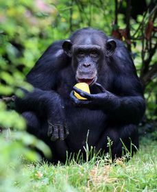 Šimpanzi žili dlouhá léta v izolaci a nyní nejsou schopni vrátit se na svobodu.