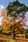 Dubo-borovice v Canicose, ŠpanělskoPříběh stromuNezvyklý model soužití dvou stromů se nachází na staré zarostlé pastvině obklopené duby na jihu od obce Canicosa. Semínko borovice vyklíčilo v dutině dubu a malý stromek začal růst a hledat světlo a půdu. Borovice, mladší a silnější než letitý dub, urychluje jeho stárnutí. Tento pomíjivý rozmar přírody je symbolem jednoty mezi lidmi této země a jejich způsobem života, který je založený na udržitelném užívání lesů, hub, žaludů. Místní lidé oba stromy milují, protože jim připomíná tuto symboliku.Foto: José Cuesta