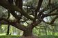 Modrý převislý cedr, FranciePříběh stromuV samotném srdci arboreta „la Vallée-aux-Loups" majestátně roste předek všech převislých cedrů na světě. Před 150 lety tu vysadili modrý cedr atlaský. Objevila se ale mutace, která způsobila, že strom vyrostl jako převislý. Všechny ostatní převislé cedry pocházejí z řízků z tohoto jediného stromu. Cedr je z dálky velmi působivý, ale ještě impozantnějším dojmem působí, pokud se protáheme pod jeho korunu. Ta chrání návštěvníky na ploše 700 metrů čtverečních.Foto: Emmanuel Boitier