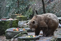 Zámek a hrad v Českém Krumlově se může těšit na dva nové medvědy.